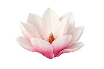 Delicate pink magnolia blossom standing out, creating beautiful spring and nature concepts, isolated on transparent background