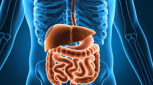 3D Render of Human Digestive System with Rib Cage on Blue Background Anatomy for Education and Healthcare Promotion