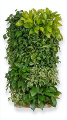 Obraz premium Vertical Garden Interior Living Wall with Lush Green Plants and Dense Foliage Isolated on White Background for Modern Eco-Friendly Home or Office Biophilic Decor