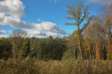 Fototapeta premium forest in autumn