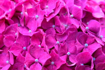 赤いアジサイの花　クローズアップ
「情熱の赤がルビーのような輝きを放ち、心に強い愛情を咲かせる特別な季節の贈り物」
Close-up of red hydrangea flowers
"The passionate red shines like a ruby, bringing strong love to your heart, a special seasonal gift."