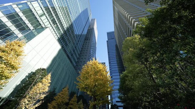 Tokyo office towers and autumn ginkgo trees with glass facade.