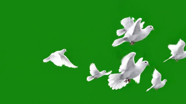 Green Screen stabilized flying birds on ready to be animated as you wish scene 1 with distortion, overlay, glitch, static noise, scan lines black background, 4k video loop