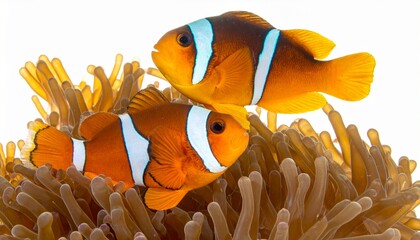Clownfish pair nestled in anemone, vibrant underwater scene, symbiotic relationship.
