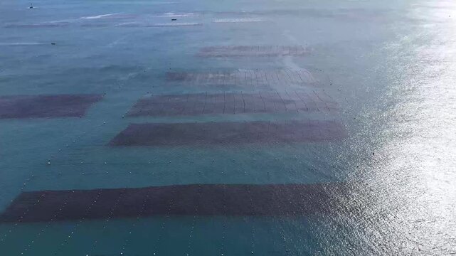 Aerial drone footage of rectangular shellfish aquaculture structures arranged in rows on the surface of blue sea water. Top view of floating mollusk farming installations. No people or boats.