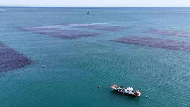 Aerial drone footage of rectangular shellfish aquaculture grids arranged in rows on the surface of blue sea water in South Korea. Top view of mollusk farming area with a working boat and people on boa