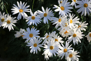 沢山咲いた白い花