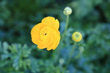 可愛い黄色い花