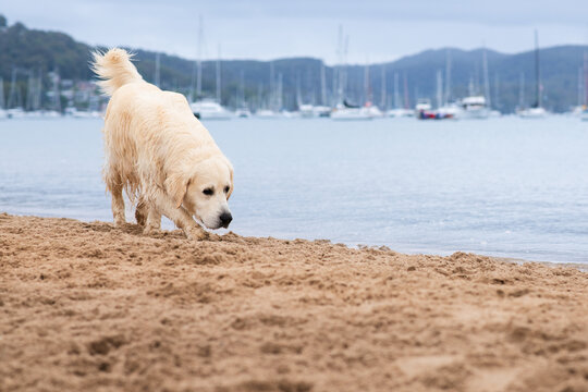 golden retriever sniffing the ground as it walks
