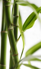 Fototapeta premium bamboo, showcasing both realism and freshness.