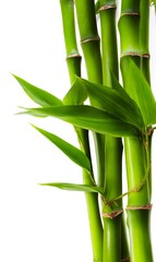 Fototapeta premium bamboo, showcasing both realism and freshness.