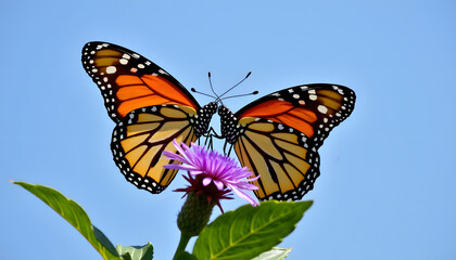 Obraz premium Two monarch butterflies on a purple flower against a clear blue sky