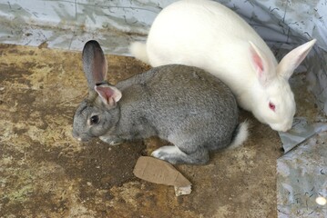 Naklejka premium two domestic rabbits white and grey sitting together on a stone floor