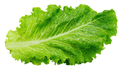 Fresh Green Lettuce Leaf with Water Droplets, Healthy Food Ingredient Isolated on Transparent Background