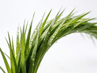Fototapeta premium Grass after rain, on white background