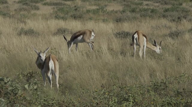 Gazelle, Wildlife, Etosha National Park, Namibia