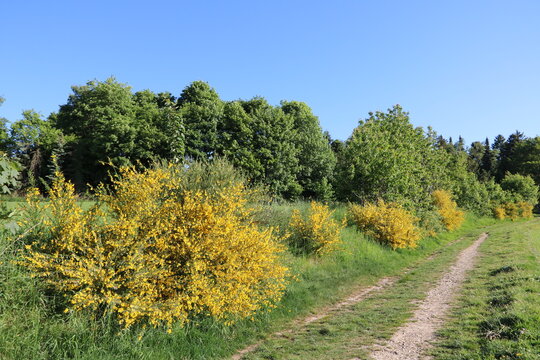 Naturlandschaft mit Feldweg und bl&uuml;hendem Ginster im Mai am Waldrand