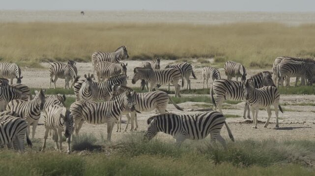 Zebras, Wildlife, Etosha National Park, Namibia