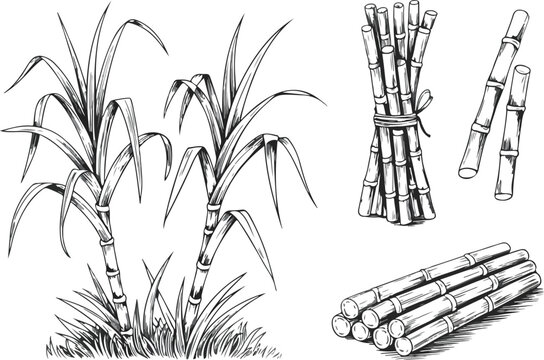 Sugarcane Botanical Outline Icon Set Stalks, Leaves, and Natural Details