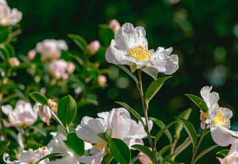 Obraz premium 椿の花