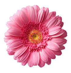 Pink Gerbera Daisy Bloom, Vibrant Petals, Studio Lighting, Macro Detail Isolated on Transparent Background