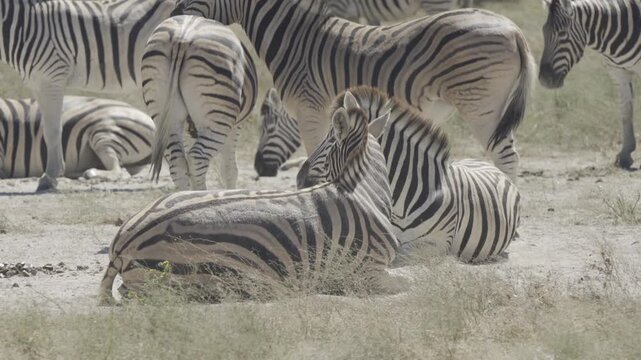 Zebras, Wildlife, Etosha National Park, Namibia