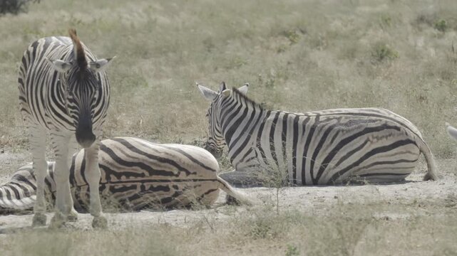 Zebras, Wildlife, Etosha National Park, Namibia