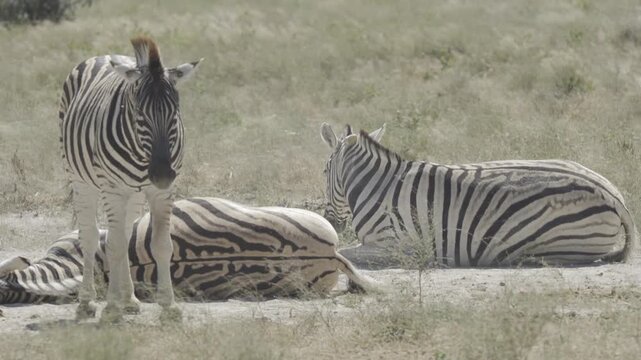 Zebras, Wildlife, Etosha National Park, Namibia