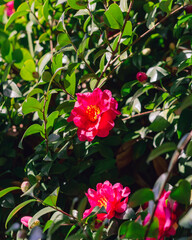 Obraz premium 椿の花