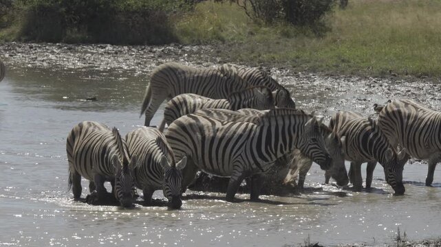 Zebras, Wildlife, Etosha National Park, Namibia