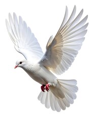 Obraz premium A white bird in flight with wings spread