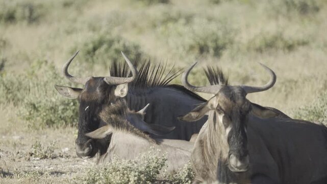 Gnus, Wildlife, Etosha National Park, Namibia