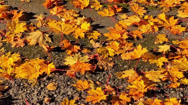 Golden maple leaves creating a vibrant natural texture on the ground in autumn