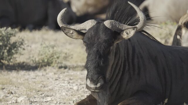 Gnus, Wildlife, Etosha National Park, Namibia