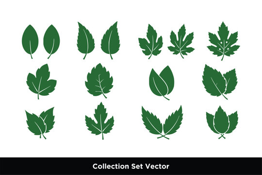 Green Leaf Varieties and Botanical Nature Icon Set