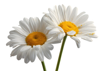Two White Daisy Flowers with Yellow Centers and Green Stems, Studio Lighting on Black Background Isolated on Transparent Background