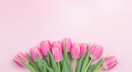 Fototapeta premium Celebrating women's day with beautiful pink tulips for female empowerment and equality