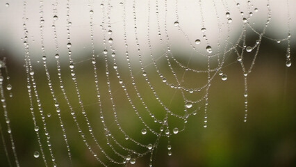 Macro Close Up of Spiderweb Strands Dew