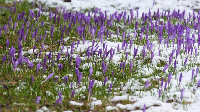 Purple crocus flowers sprouting through snow