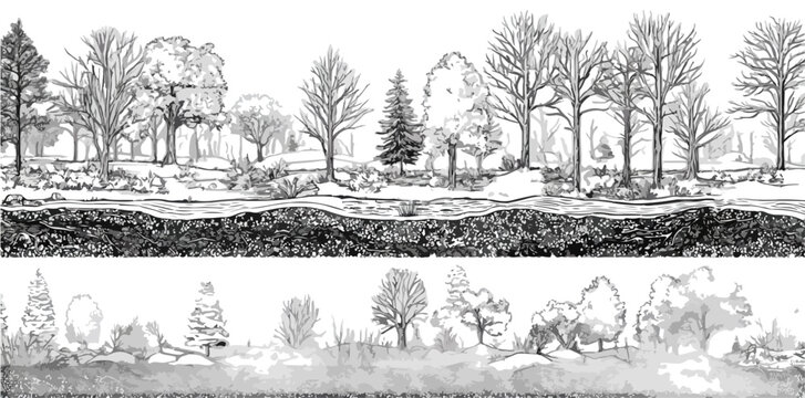 Ilustraci&oacute;n de secci&oacute;n transversal de un ecosistema forestal con &aacute;rboles, vegetaci&oacute;n y suelo detallado.