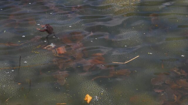 Frogspawn and mating frogs in pond water