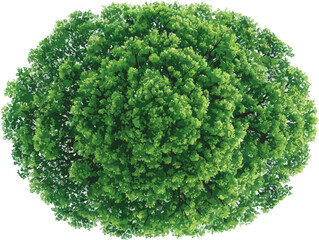 Vista a&eacute;rea de un &aacute;rbol frondoso y verde con hojas exuberantes sobre fondo blanco, concepto de naturaleza.