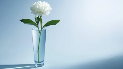 Obraz premium Minimalistic Arrangement of a Single White Peony Flower in a Tall Glass Vase on Soft Background