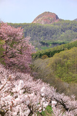 北海道壮瞥町、青空のもと咲き誇る壮瞥公園の梅・桜と昭和新山【5月】