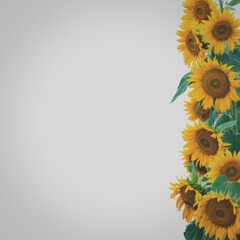 Bright sunflowers on white background