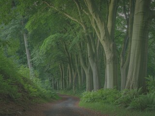 Serene forest pathway