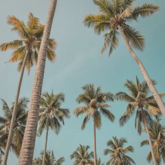 Towering palm trees against a clear sky