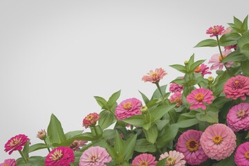 Vibrant pink and white zinnias in full bloom