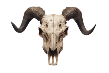 Ram Skull with Large Curved Horns, Detailed Bone Texture, Dark Lighting, Studio Shot Isolated on Transparent Background