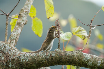 Tamiops swinhoei Foraging on Tree Branch with Red Berries Nature Stock Image
